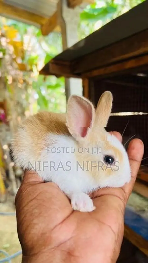 Rabbits