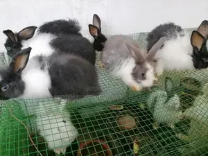 Angora Rabbit