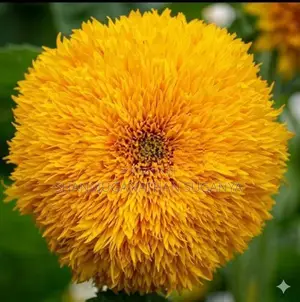 Sunflower Teddy Bear Seed