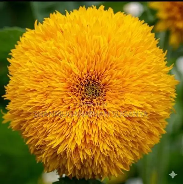 Sunflower Teddy Bear Seed