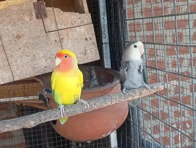 Yellow Ring Neck