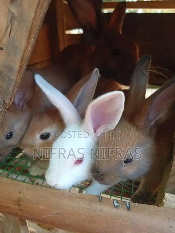 Rabbits