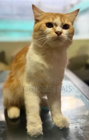 Persian Kittens