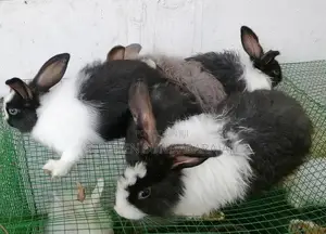 Angora Rabbit