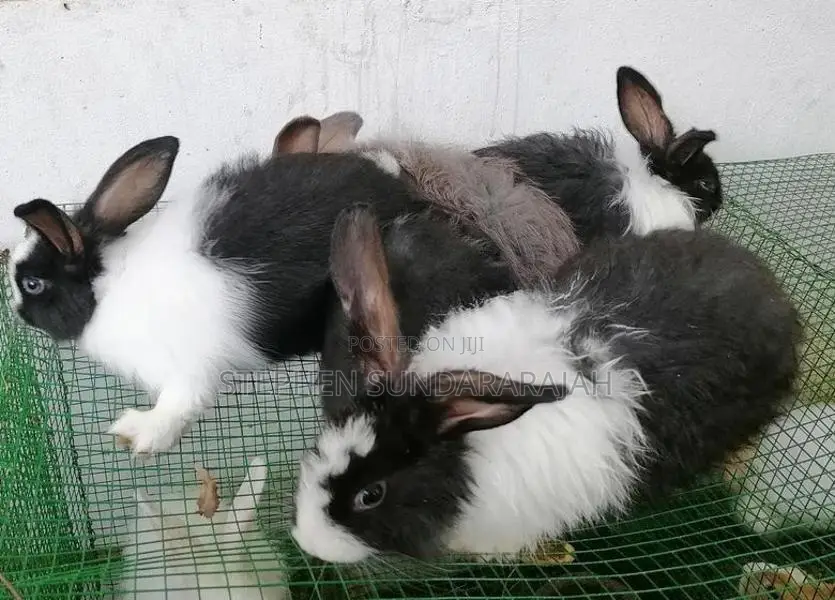 Angora Rabbit