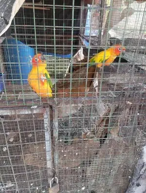 Yellow Ring Neck