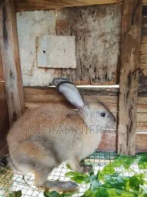 Rabbits