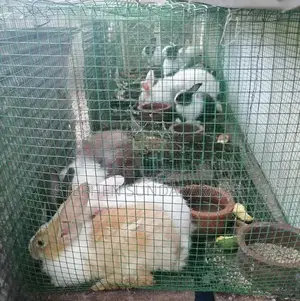 Angora Rabbit