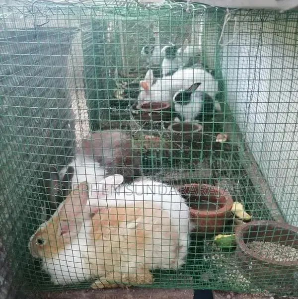 Angora Rabbit