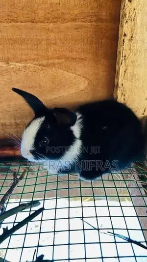 Rabbits