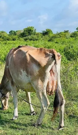 Milk Cow