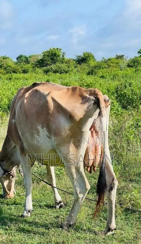 Milk Cow