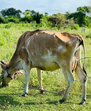 Milk Cow