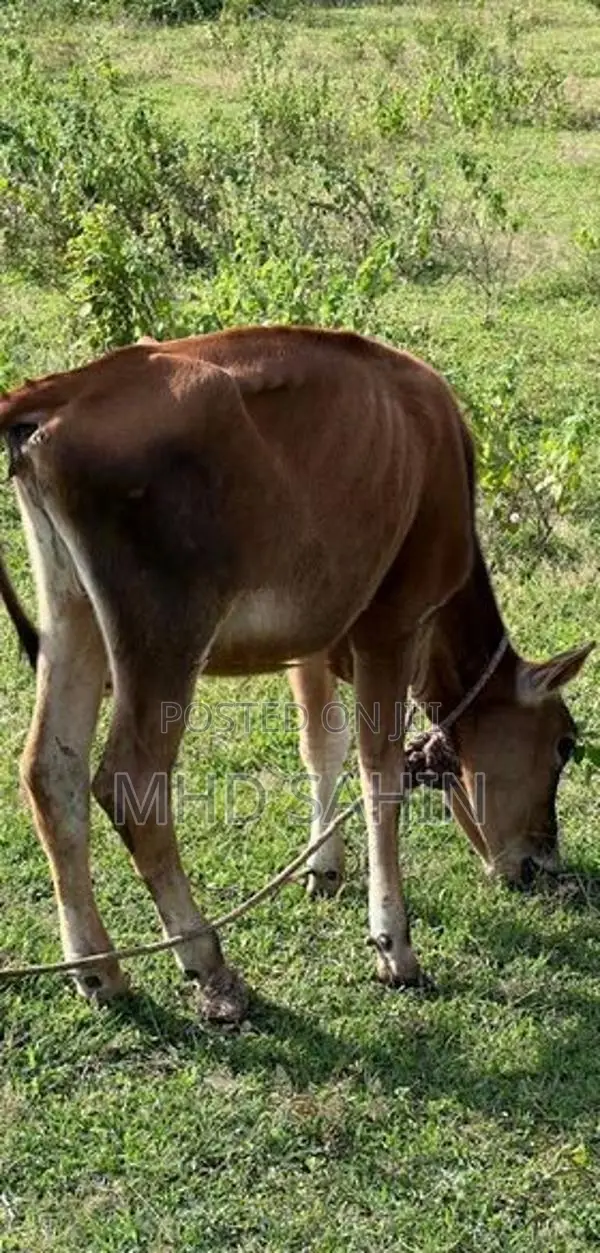 Milk Cow