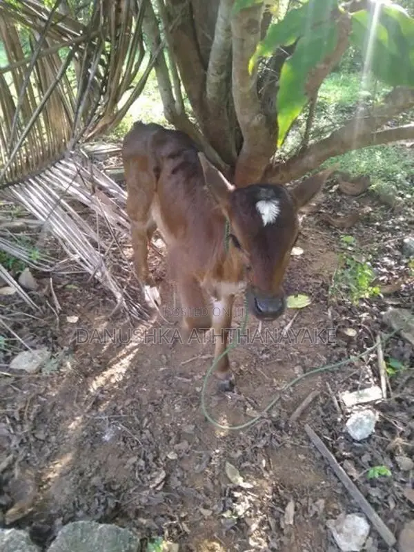 කිරි ගවයන්