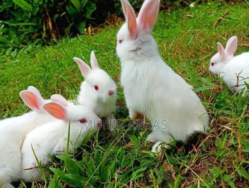 White Rabbits