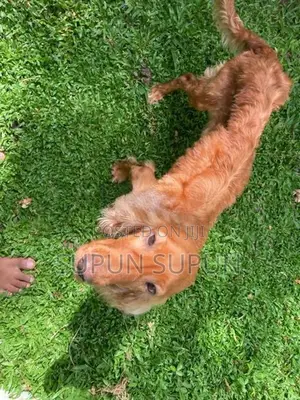 Cocker Spaniel Puppies