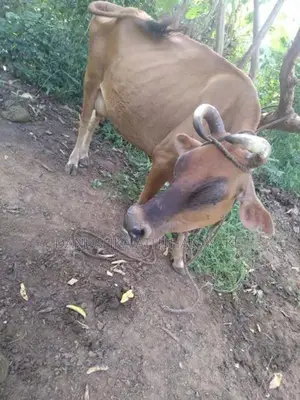 කිරි ගවයන්