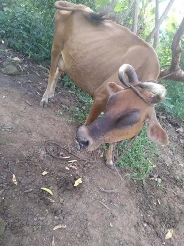 කිරි ගවයන්