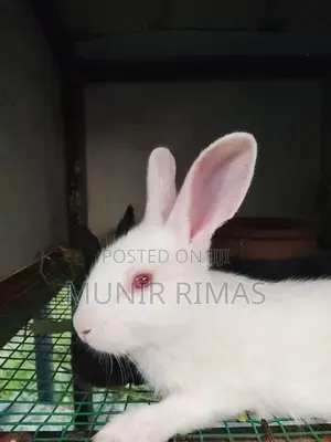 White Rabbits