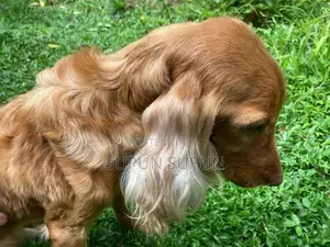 Cocker Spaniel Puppies