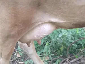 කිරි ගවයන්