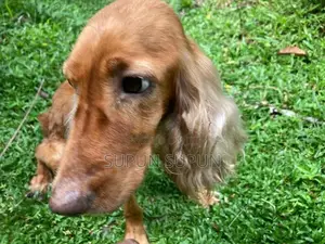 Cocker Spaniel Puppies