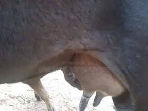 කිරි ගවයන්