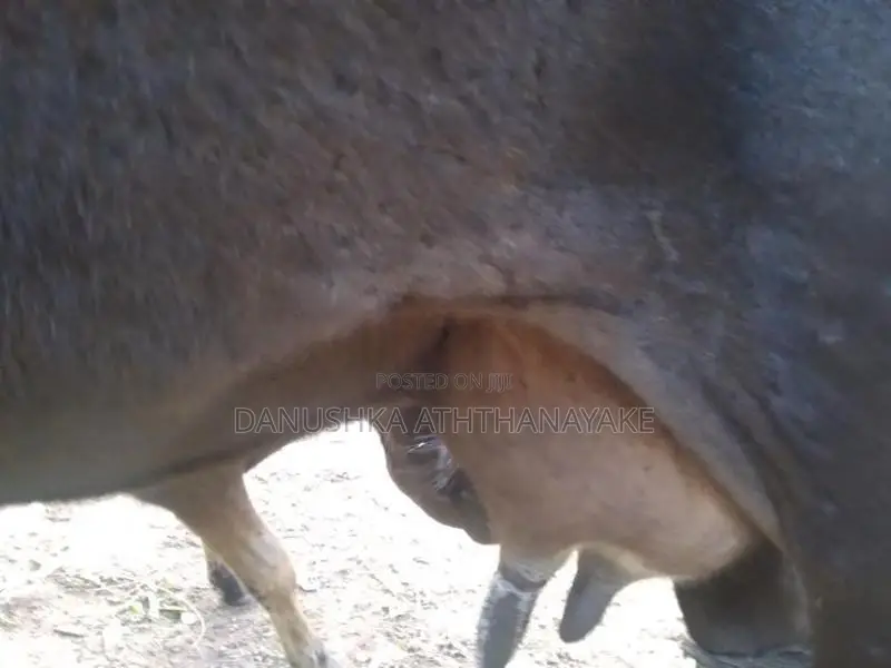 කිරි ගවයන්