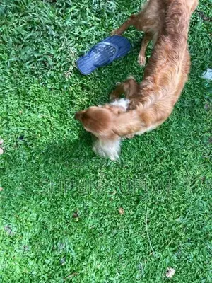Cocker Spaniel Puppies