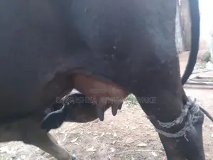 කිරි ගවයන්