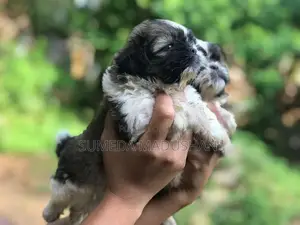 Shih Tzu Puppies