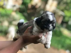 Shih Tzu Puppies