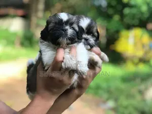 Shih Tzu Puppies