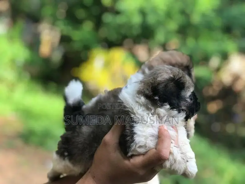 Shih Tzu Puppies