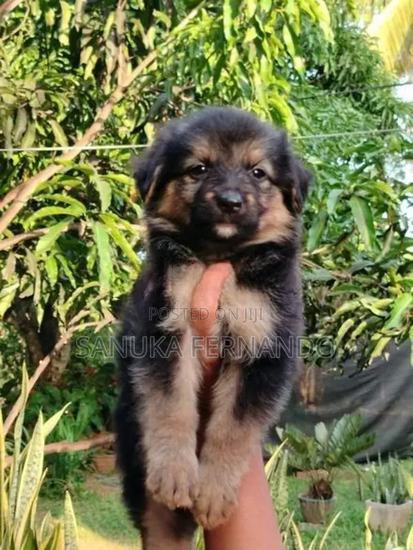 Lion Shepherd Puppies