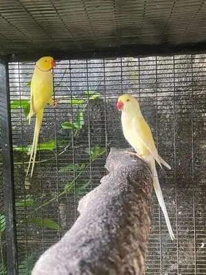 Ring Neck Birds