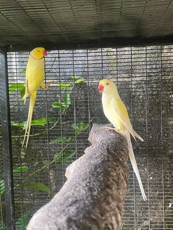 Ring Neck Birds