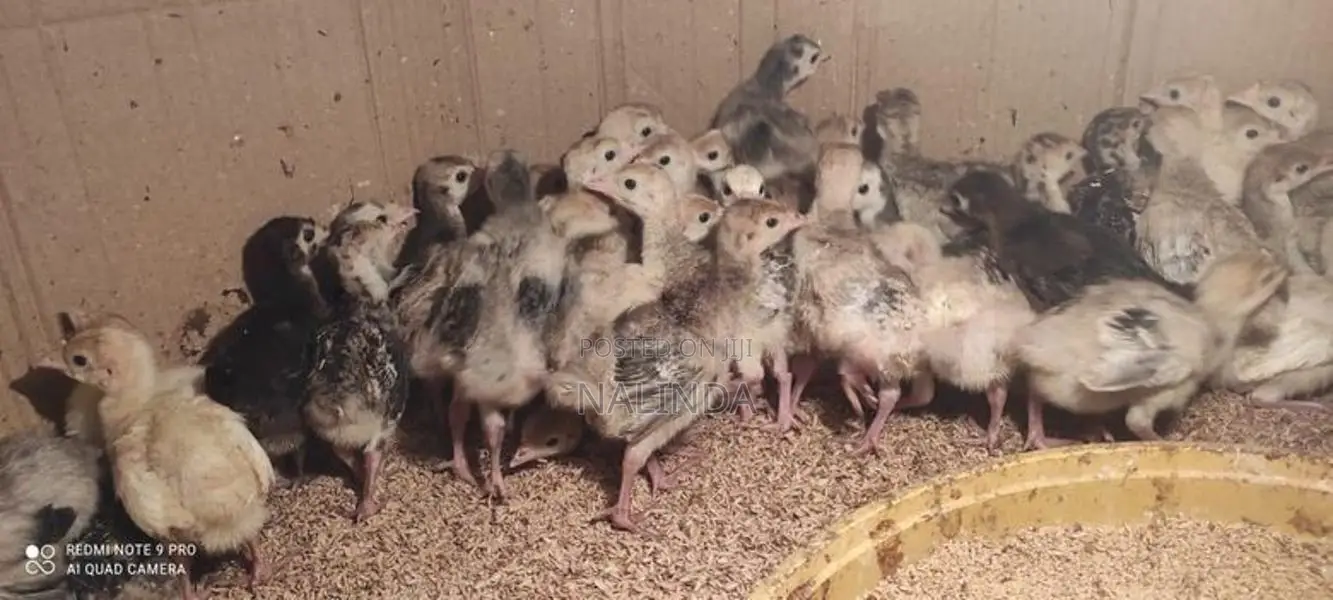 Turkey Chicks
