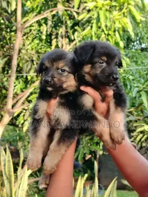 Lion Shepherd Puppies