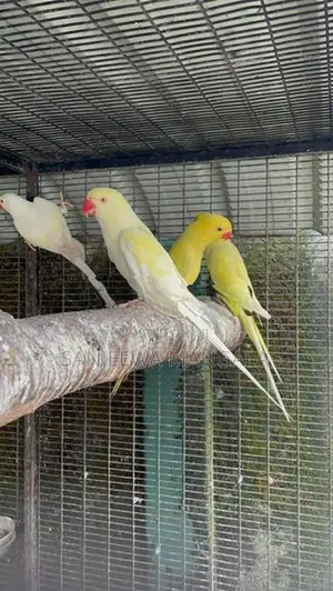 Ring Neck Birds