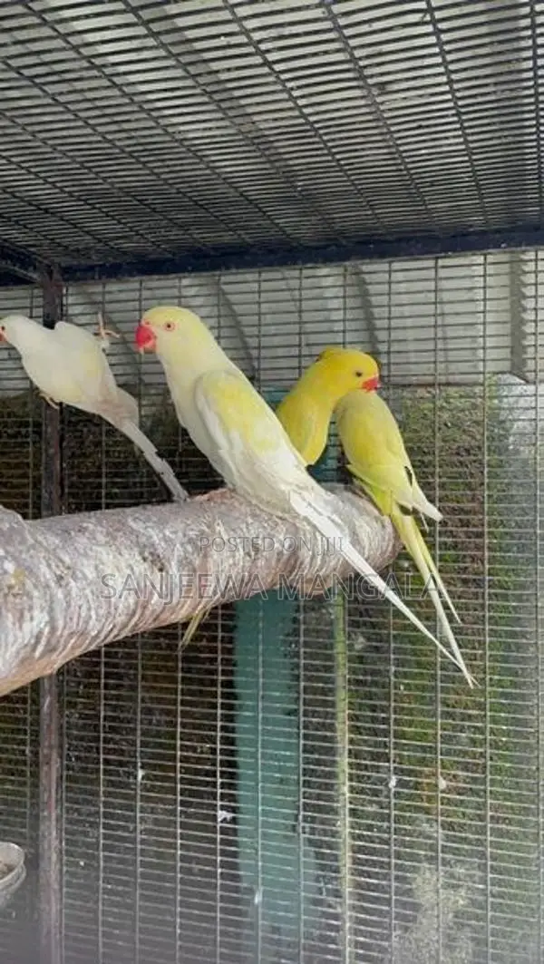 Ring Neck Birds