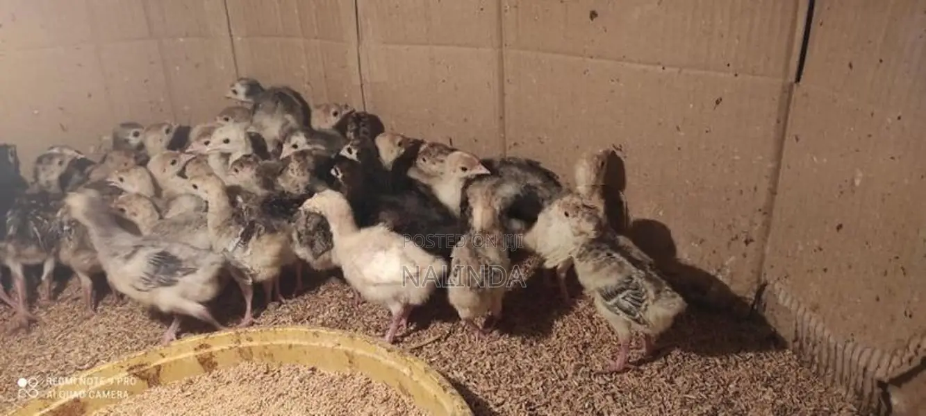 Turkey Chicks