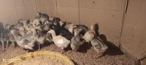 Turkey Chicks