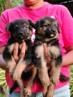 Lion Shepherd Puppies
