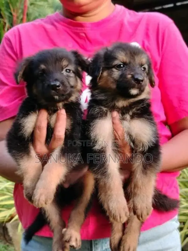 Lion Shepherd Puppies