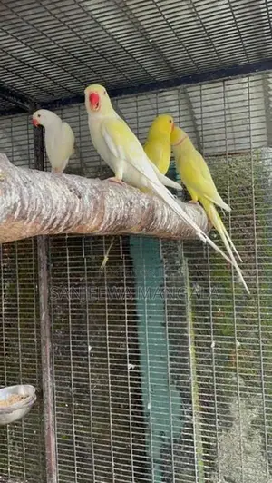 Ring Neck Birds