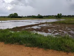 අනුරාධපුර ඉඩම් නාච්චාදූව පාරෙන්