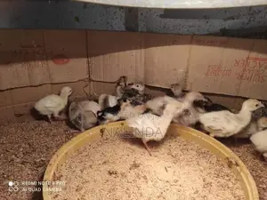 Turkey Chicks