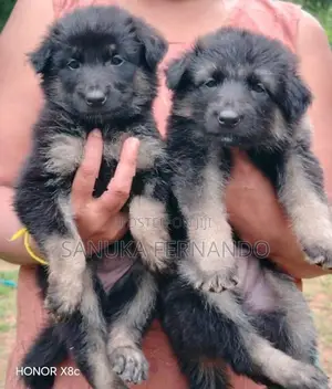 Lion Shepherd Puppies